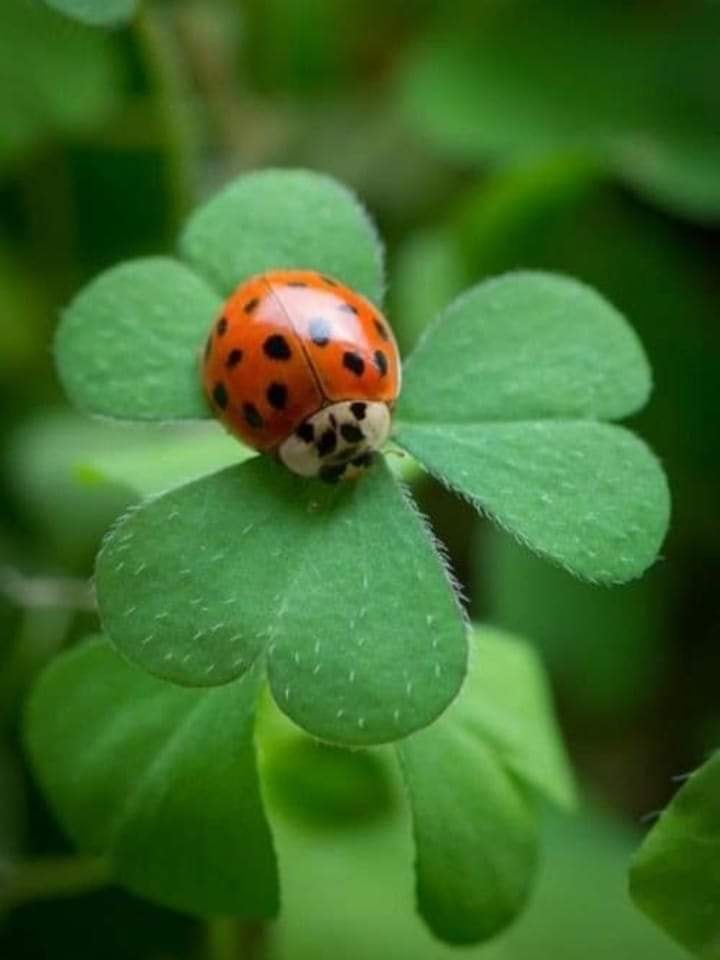 Azienda Agricola La Coccinella Produzione Carni salumi freschi